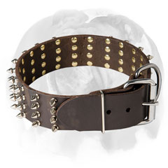 Leather English Bulldog collar for walking and basic training