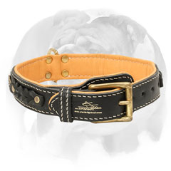 Nappa padded leather dog collar for English Bulldog