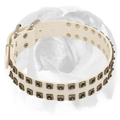 White leather dog collar decorated with old nickel studs for English Bulldog