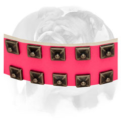 Leather English Bulldog collar decorated with brass studs