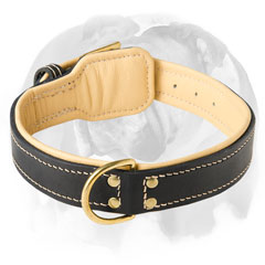 Soft inner padding leather dog collar for English Bulldog