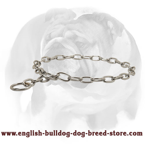 Strong Dog Collar for English Bulldog