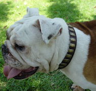 Engglish bulldog collar,British bulldog dog collar, spiked dog collar for english bulldog, leather dog collar for british bulldog,nylon dog collar for british bulldog click here