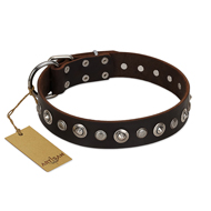 "Gorgeous Shields" FDT Artisan Brown Leather English Bulldog Collar with Old Silver-like Circles and Small Camomiles