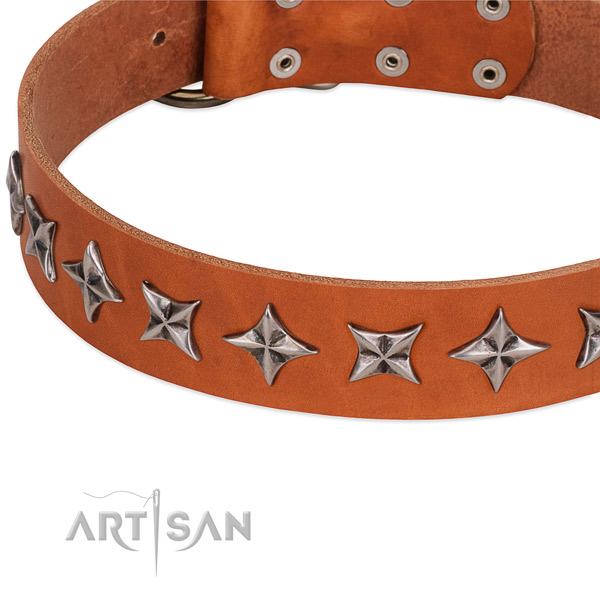 Everyday walking studded dog collar of finest quality genuine leather