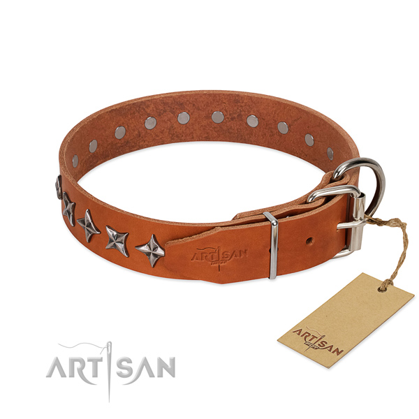 Daily walking studded dog collar of strong full grain leather