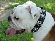 Chic English Bulldog Dog Collar with Nickel Plated Circles With Blue Stones in the Center