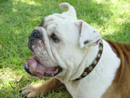 Smart Design of Leather Dog Collar with Circles for English Bulldog breed.
