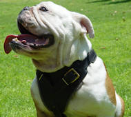 Super Popular English Bulldog Leather Dog Harness for various kinds of Training and Daily Walking