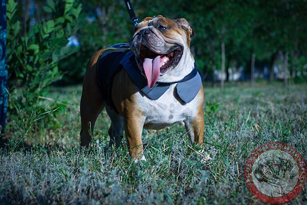 English Bulldog non-restrictive nylon harness