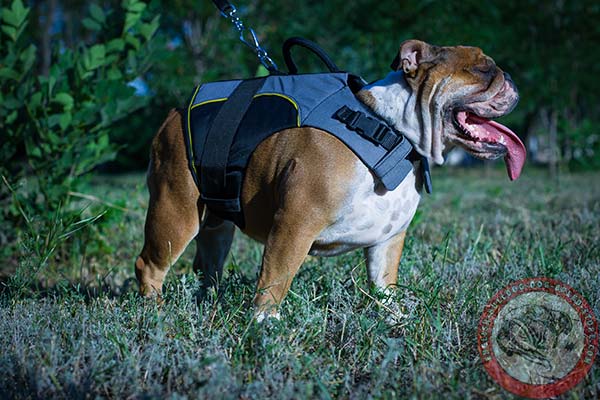 Lightweight English Bulldog winter warming harness