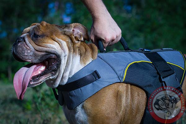 English Bulldog nylon harness with handle