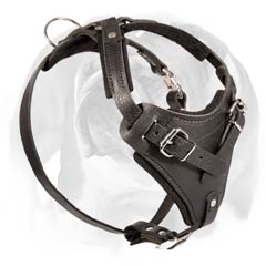 Genuine leather harness for English Bulldog
