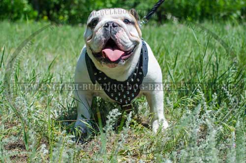 English Bulldog breed harness custom design