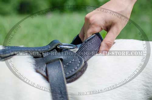 Comfy training with leather dog harness for English Bulldog breed