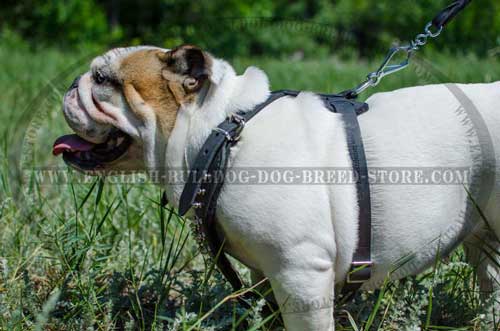 High quality leather dog harness for English Bulldog breed