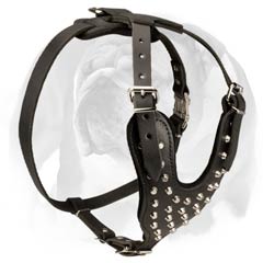 English Bulldog decorated harness