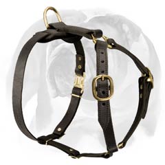 English Bulldog leather dog harness stitched