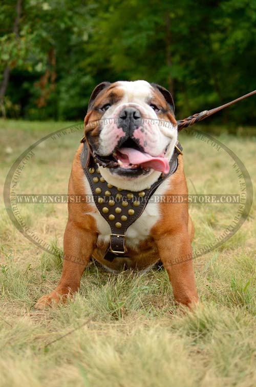Exquisite English Bulldog harness
