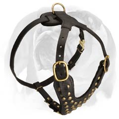 Best English Bulldog harness