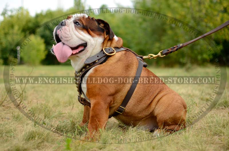 dog harness bulldog