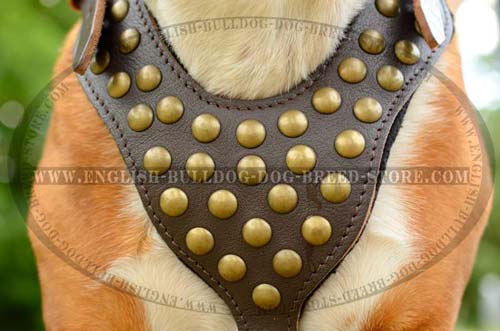 Exclusive English Bulldog harness