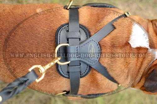Fantastic harness for English Bulldog breed