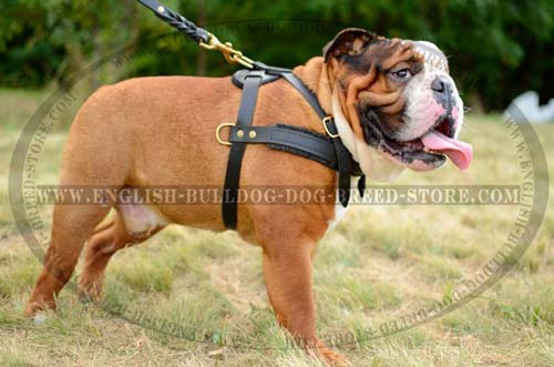 Comfy English Bulldog breed Harness