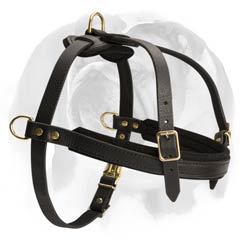 English Bulldog breed leather harness