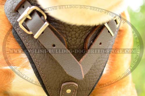 English Bulldog Harness with felt padding