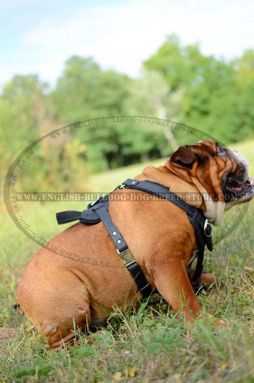 English Bulldog harness with handle for training