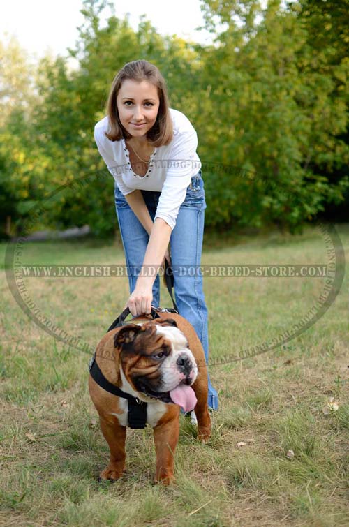 Nylon English Bulldog Harness for tracking