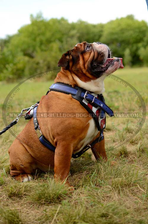 English Bulldog  harness with painting 