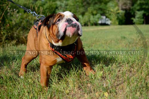 English Bulldog handpainted harness of leather 