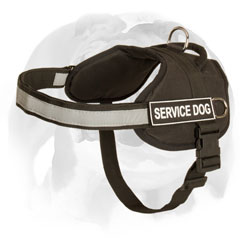 Professional  English Bulldog harness for training