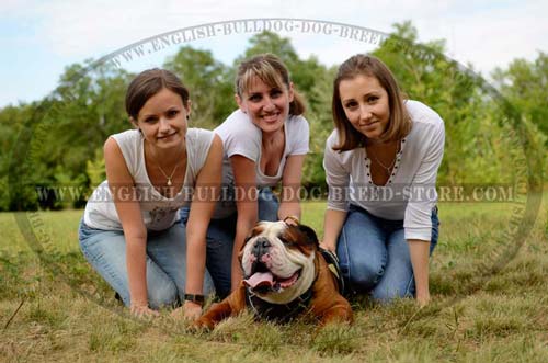 Durable English Bulldog Leather Harness