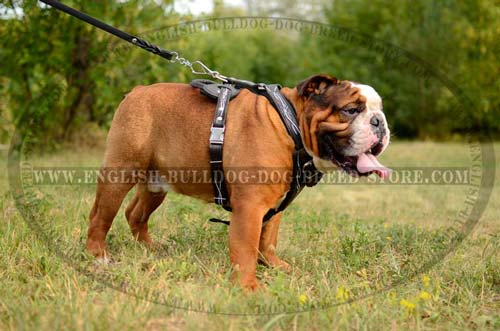 Comfy harness for English Bulldog
