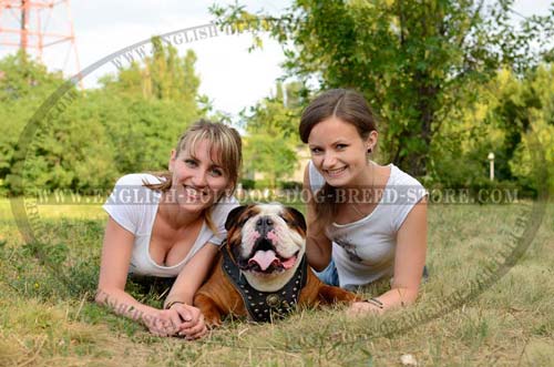 This English Bulldog Harness enjoys big demand