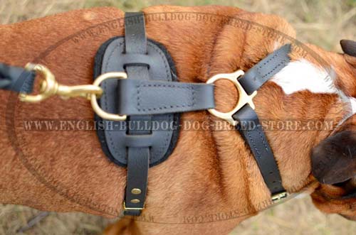 English Bulldog leather harness