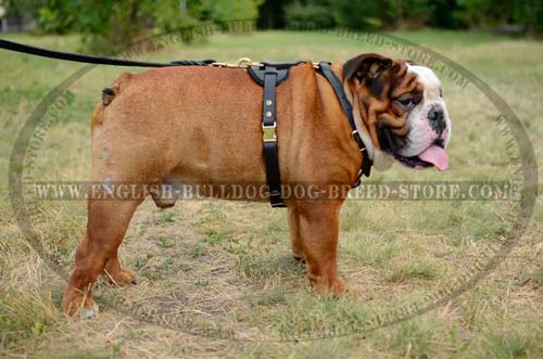 English Bulldog comfy harness