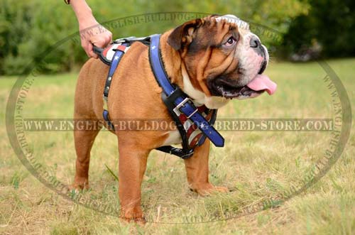 Comfy harness for English Bulldog