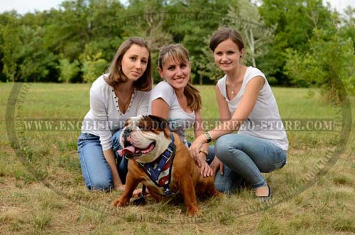 Durable English Bulldog Leather Harness