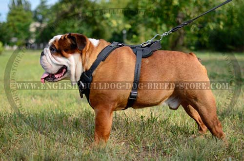English Bulldog pure leather harness