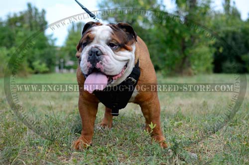 Comfy harness for English Bulldog