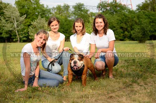 Durable English Bulldog Leather Harness