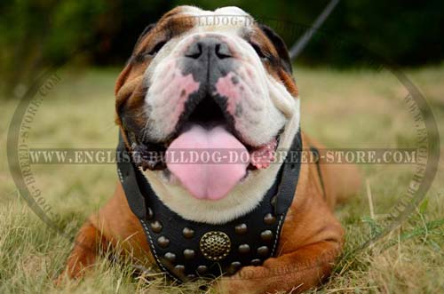 Comfortable English Bulldog Harness