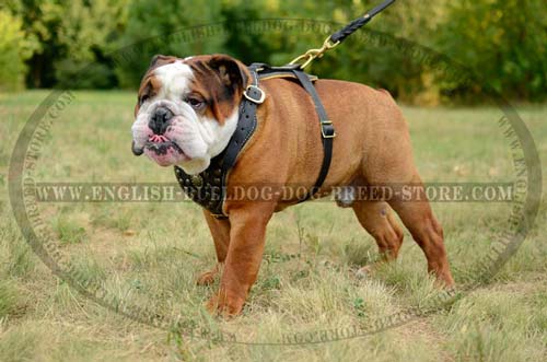 Exclusive English Bulldog Harness