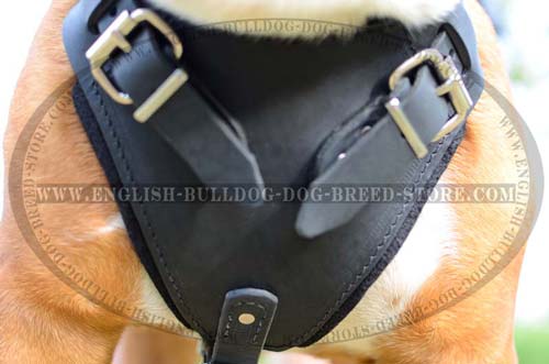 English Bulldog harness with leather chest-plate
