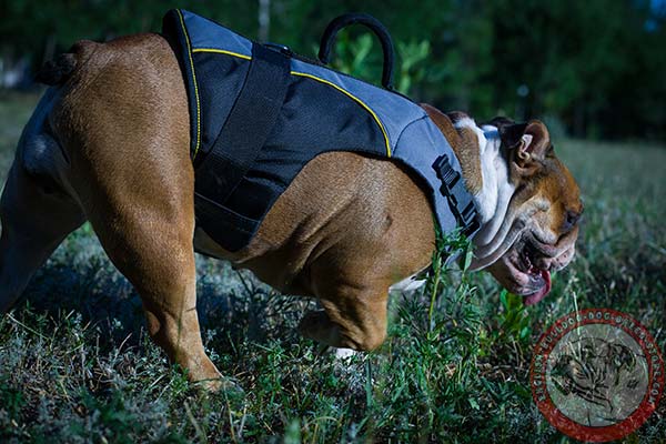 English Bulldog nylon harness with rust-resistant quick release buckle for basic training