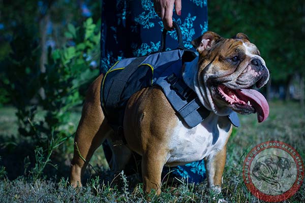 English Bulldog nylon harness of genuine materials with d-ring for leash attachment for any activity